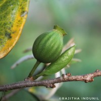 Alangium hexapetalum Lam.