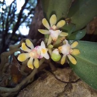 Gastrochilus flabelliformis (Blatt. & McCann) C.J.Saldanha