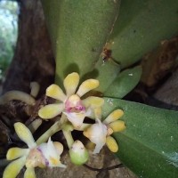 Gastrochilus flabelliformis (Blatt. & McCann) C.J.Saldanha