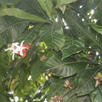 <i>Erythrochiton brasiliensis</i>  Nees & Mart.