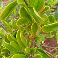 Taxillus cuneatus (B.Heyne) Danser