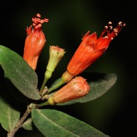 Woodfordia fruticosa (L.) Kurz