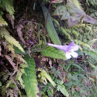 Streptocarpus rexii (Bowie ex Hook.) Lindl.