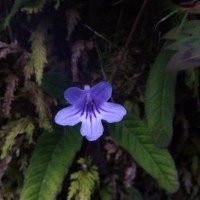 Streptocarpus rexii (Bowie ex Hook.) Lindl.