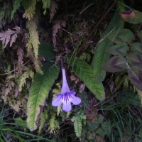 Streptocarpus rexii (Bowie ex Hook.) Lindl.