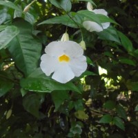 Thunbergia erecta (Benth.) T.Anderson