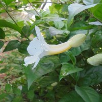 Thunbergia erecta (Benth.) T.Anderson