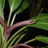 <i>Lagenandra limbusleviterapertae</i> Madola, D.Yakandawala & K.Yakandawala