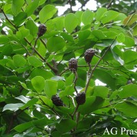 Hymenaea verrucosa Gaertn.