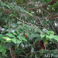 Hymenaea verrucosa Gaertn.