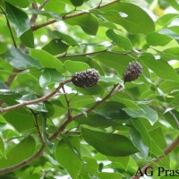 Hymenaea verrucosa Gaertn.