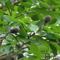 Hymenaea verrucosa Gaertn.