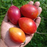 Solanum betaceum Cav.