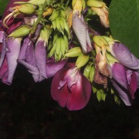 Clitoria arborea Benth.