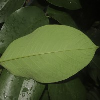 Clitoria arborea Benth.