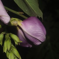 Clitoria arborea Benth.