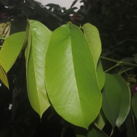 Clitoria arborea Benth.