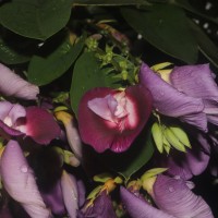 <i>Clitoria arborea</i>  Benth.