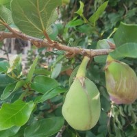 Ficus pumila L.