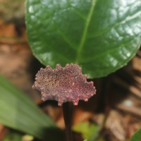 Dorstenia bahiensis Klotzsch ex Fisch. & C.A.Mey. Gardner