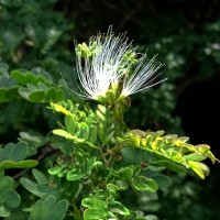 Cathormion umbellatum (Vahl) Kosterm.