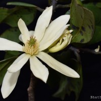 Magnolia nilagirica (Zenker) Figlar