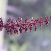 Melianthus major L.