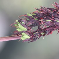 Melianthus major L.