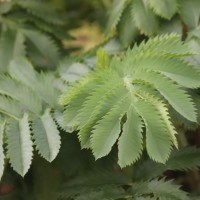 Melianthus major L.