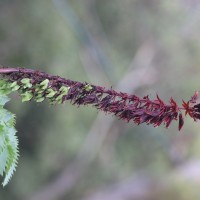 Melianthus major L.