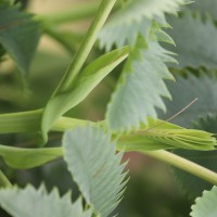 Melianthus major L.