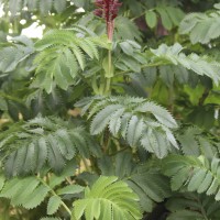 Melianthus major L.