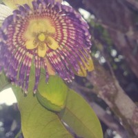 Passiflora maliformis L.