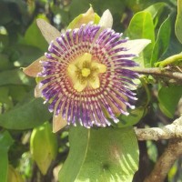 Passiflora maliformis L.