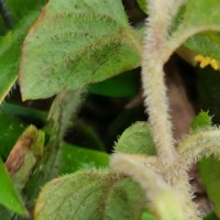 Lysimachia deltoidea Wight