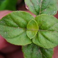 Lysimachia deltoidea Wight