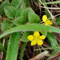 Lysimachia deltoidea Wight