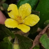 Lysimachia deltoidea Wight