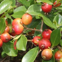 Psidium cattleyanum Sabine