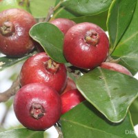 Psidium cattleyanum Sabine