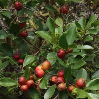 Psidium cattleyanum Sabine