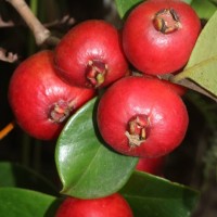 Psidium cattleyanum Sabine