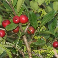 Psidium cattleyanum Sabine