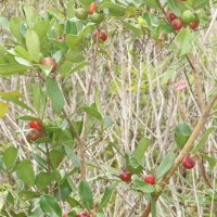 Psidium cattleyanum Sabine