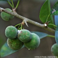 Maclura spinosa (Willd.) C.C.Berg