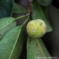 Maclura spinosa (Willd.) C.C.Berg