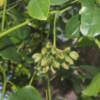 Mucuna gigantea (Willd.) DC.