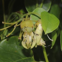 Mucuna gigantea (Willd.) DC.