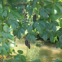 Mucuna gigantea (Willd.) DC.