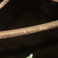 Mucuna gigantea (Willd.) DC.